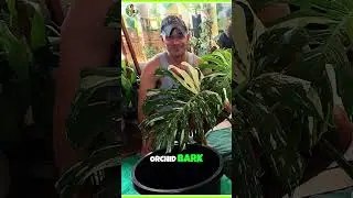 Best Aroid Soil Mix: Monstera Growth Secret Revealed!
