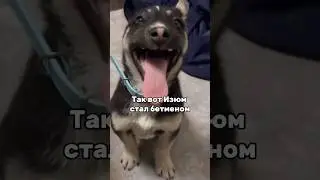 Уже не Изюм #helpanimals #помощьживотным #приютдлясобак #dogshelter #doglover #животные #добро