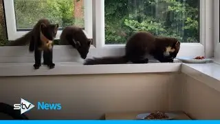 Cheeky pine martens sneak through window to steal snacks