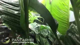 Regen