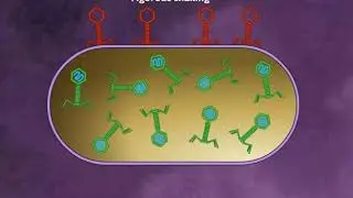 Hershey and Chase Experiment HD Animation