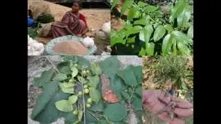 Medicinal Rice P5 Formulations for Noccaea Toxicity: Pankaj Oudhia's Medicinal Plant Database