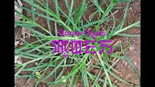 Goose Grass (Pungphai): ꯄꯨꯡꯐꯥꯏ