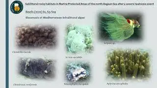Sublittoral rocky habitats in MPAs of the north Aegean Sea after a severe heatwave - M. Pantelidou