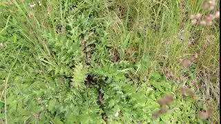 Carlina acaulis 200703