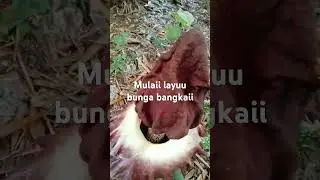 Setelah beberapa hri bunga bangkai mulai layuu