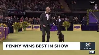 Penny wins Best in Show