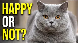 10 Signs Your Cat Is Truly Happy (Most Owners Miss These)