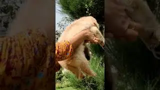 heavy bone golden retriever puppies