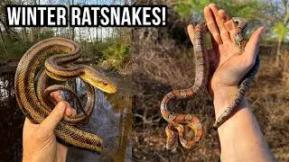 Winter Ratsnakes and Adorable Baby Gopher Tortoises! January Herping in South Georgia!