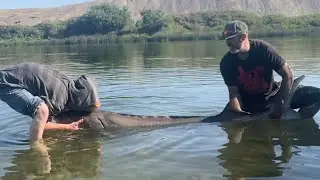 Big Fish Day on the Snake. #fishing #idaho #snakeriver #catfish