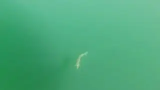 PÊCHE AUX CORÉGONES !!! Du jamais vu !