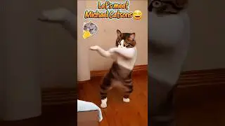 Michael Catsons | Funny Cat Dances #cat #pet #shorts