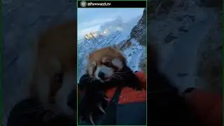 Freezing Red Panda Climbs Into Ranger&rsquo;s Jacket