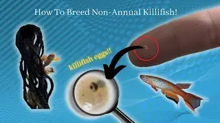 How to Breed Non Annual Killifish!