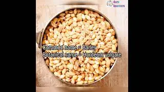 Botanical name of Barley