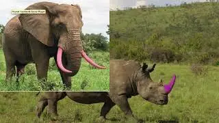 Ivory Hunting and Biodiversity- Bio 2025