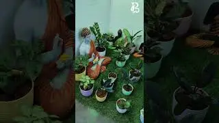 Plants Decor - Sivagangai😍❤️✨ | #plantsdecorsvg #sivagangai #nurserygarden #gardening