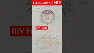 HIV figure || Structure of HIV #hiv #hivsymptoms #aids #medicalstudent #biology #biography #figure