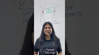 Sister vs Non sister Chromatids | Class 11 Biology | NEET  #chromatids #sisterchromatid