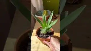 🍍 LO SAI CHE PUOI FAR CRESCERE L&rsquo;ANANAS DAI SUOI SCARTI E IN CASA? 🤯