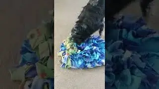 Stella's introduction to the snuffle mat.