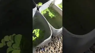 No dejes pasar esta oportunidad para desarrollar tus betas!! #criadero #de #peces #beta 