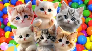 ANAK KUCING MEONG MEONG ||  KUCING MAIN BARENG || MEOWING KITTEN ||  THE MEOW-MEOW CAT SONG  #cat 