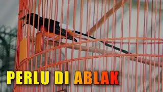 Seperti Ini Murai Batu Wajib Di Ablak Sebelum Lomba