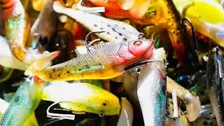 Storm WildEye swim baits (an HONEST review)