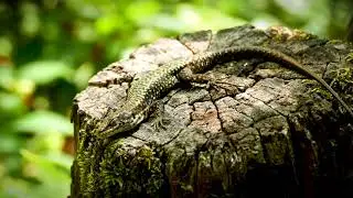 Guess the name of animal? #cricket
