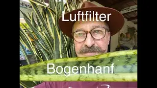 Bogenhanf als Luftreiniger