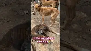 I really need someone to help with dog food please 🙏 #feedingdogs #dogs #puppy #pets #dogs