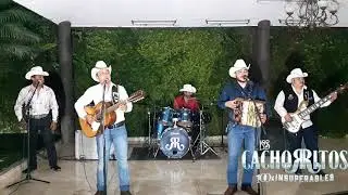 frondoso arbol-Los Cachorritos