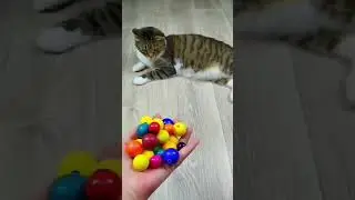 Cat Barsik Beads 📿🌈🔴 Reverse video❤