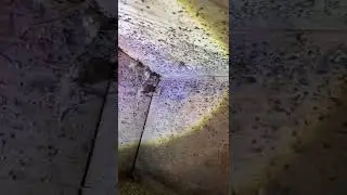 Camel Crickets