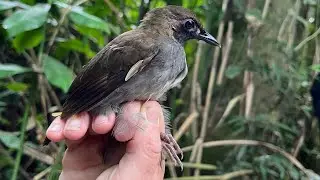 Peru2024 - Bird Banding