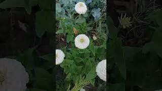 Белая цинния