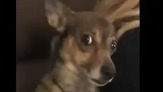 daily dose of internet videos That were confusing