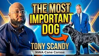 Why The Cane Corso Is The Most Important Dog Right Now