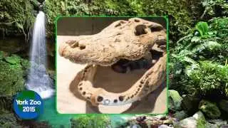 LPS TV visits the York Maine Zoo