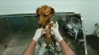 Relaxing Dog Grooming ASMR | Calming Bath & Fur Care POV | #PETHUB #pets #grooming #dog #asmr #love
