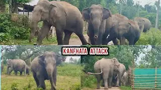 Kanfhata Elephant 2nd Time Attack 😱 | Wild Elephant Crossing Caught on Camera! 🐘