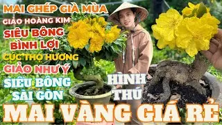 08-01 CHỊ MY Giao Lưu Mai Vàng Giá Rẻ, Mai Ghép Già Mùa Đế Đẹp Hoa To Nhiều Nút Nụ • THÀNH TRỌNG LÊ