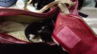 Clawdius investigating two tuxedo foster kittens