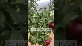 Black amber Plum. #growfruits #farmer #hardwork #healtyfood  #healtylife #shimlaapplefarm