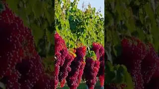 This Is the New Way to Grow Grapes #grapenation #farming #vineyard #wine #gardening #garden #grape