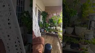 Favourite corner | Beautiful balcony garden  | Relaxing moment