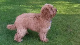 Cockapoo puppy training - 12 - stop, heel, stay