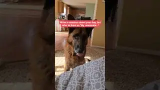 Does Your Roommate Have Bad Behavior? #shorts #funny #dog